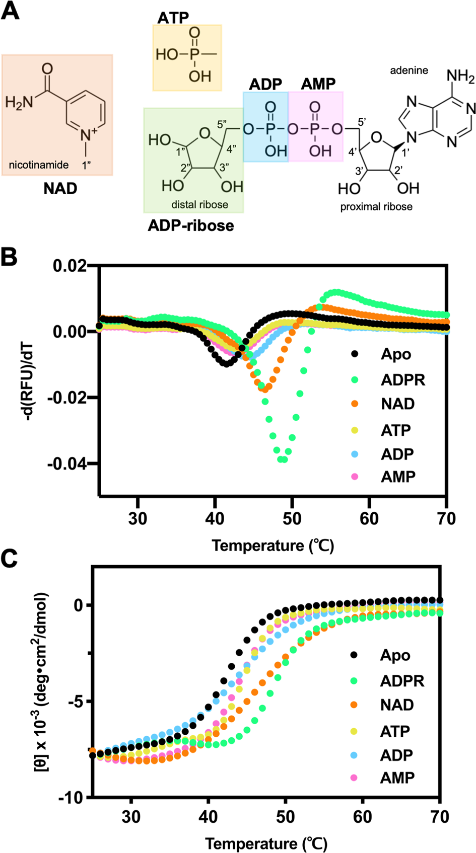 Fig. 1: Evaluation of MERS-CoV macro domain binding with NAD metabolites by Tm values.