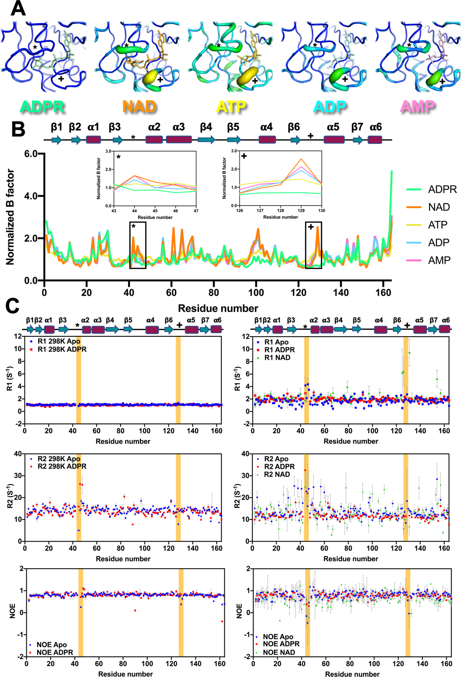 Fig. 7: A tunable ligand-binding site of the MERS-CoV macro domain.