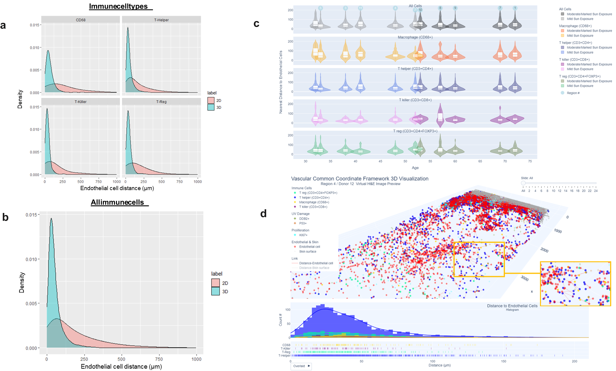 Fig. 5: Distances between immune cells and endothelial cells in 3D vs 2D.