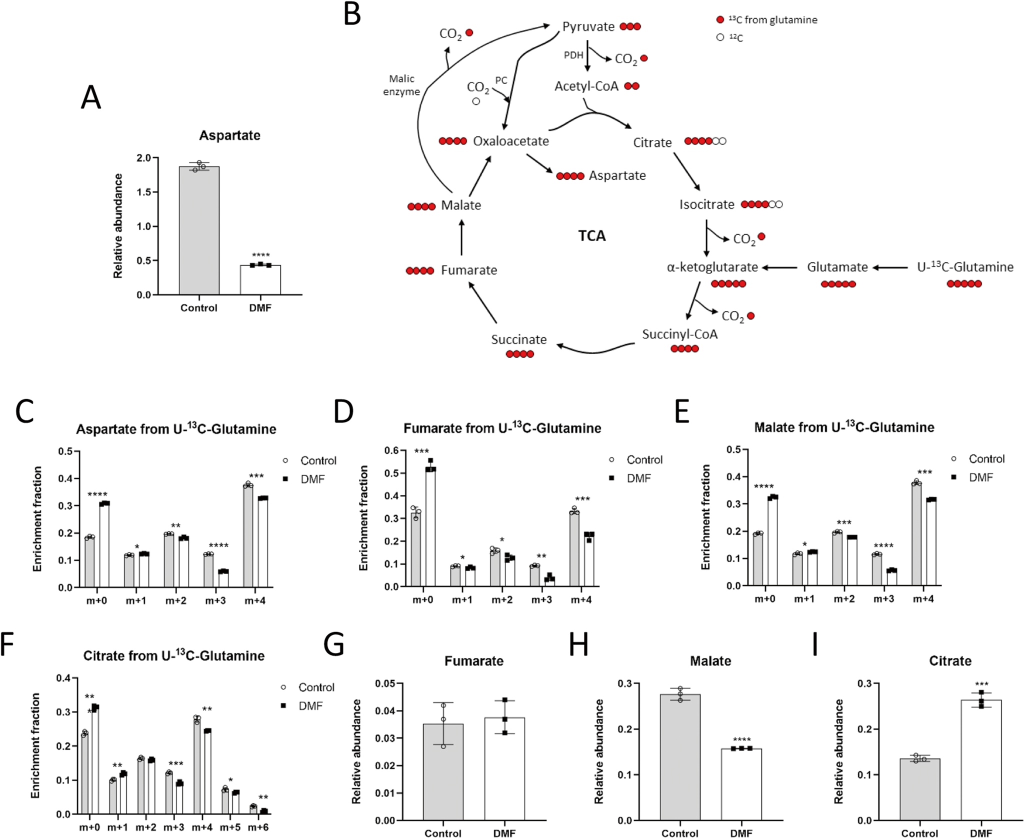 Fig. 2: DMF diminishes incorporation of glutamine into the TCA cycle in HMECs.