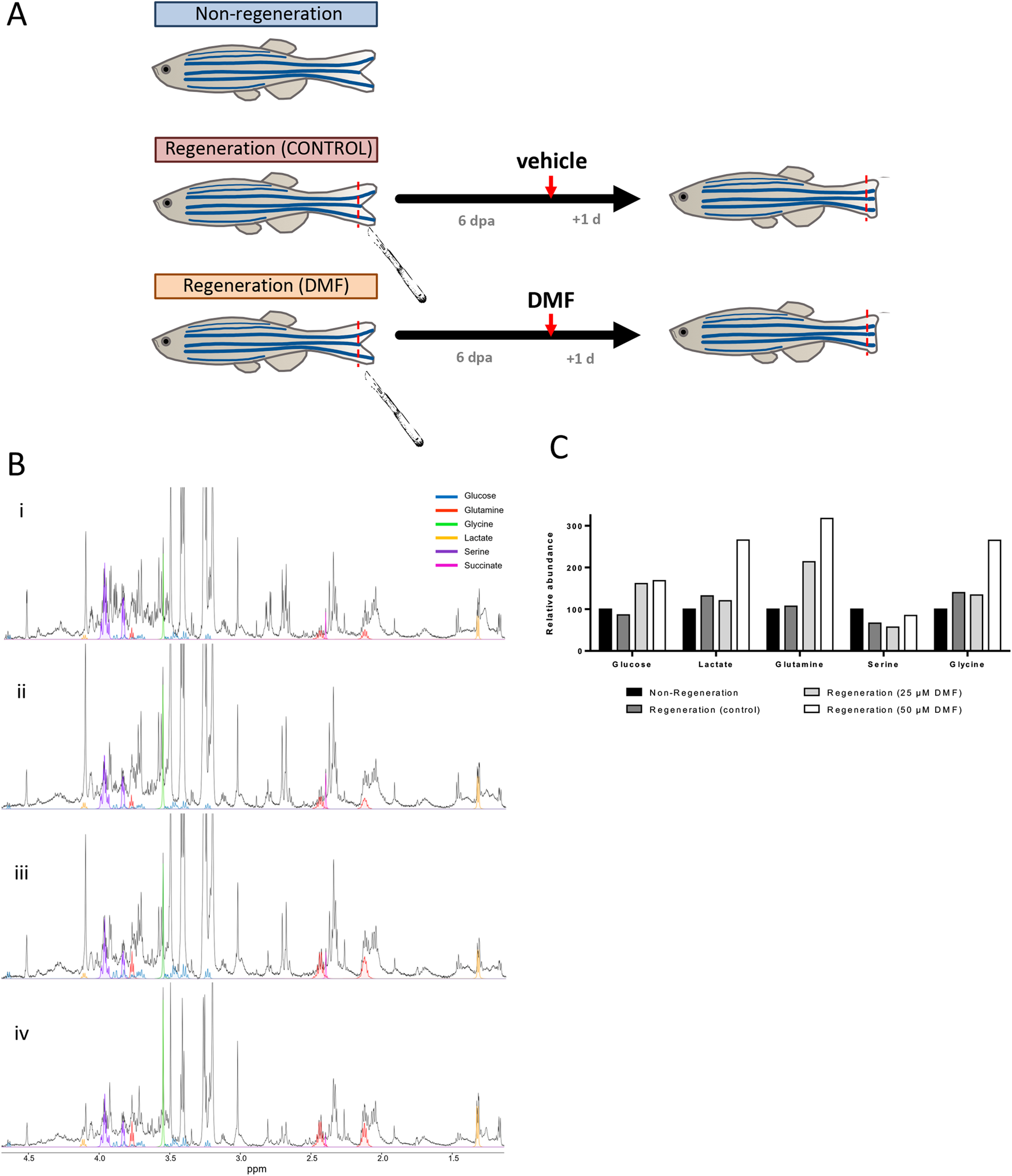 Fig. 7: DMF alters metabolism of endothelial cells from caudal fin of zebrafish.