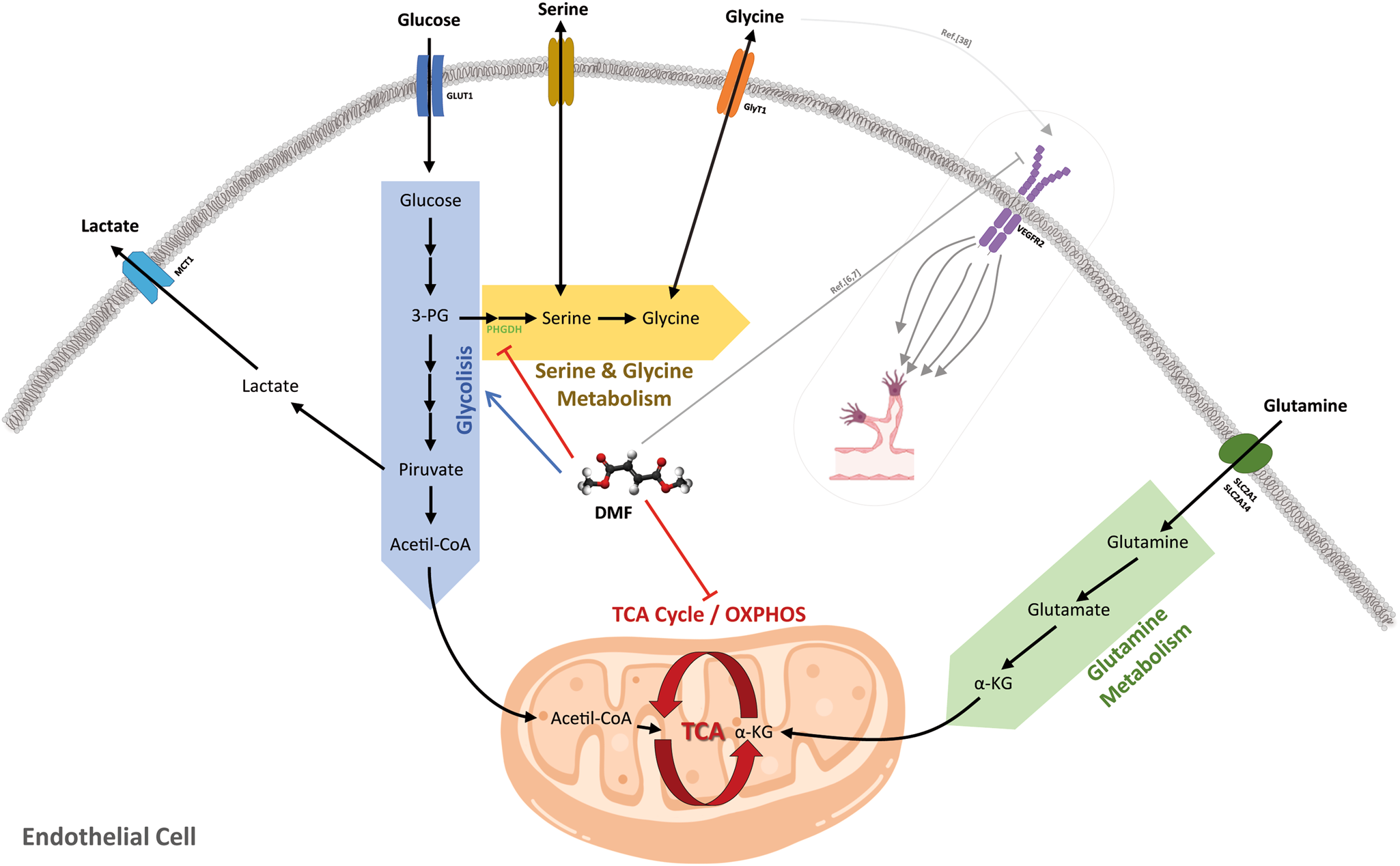 Fig. 8: Summary of DMF effects on energetic EC metabolism.
