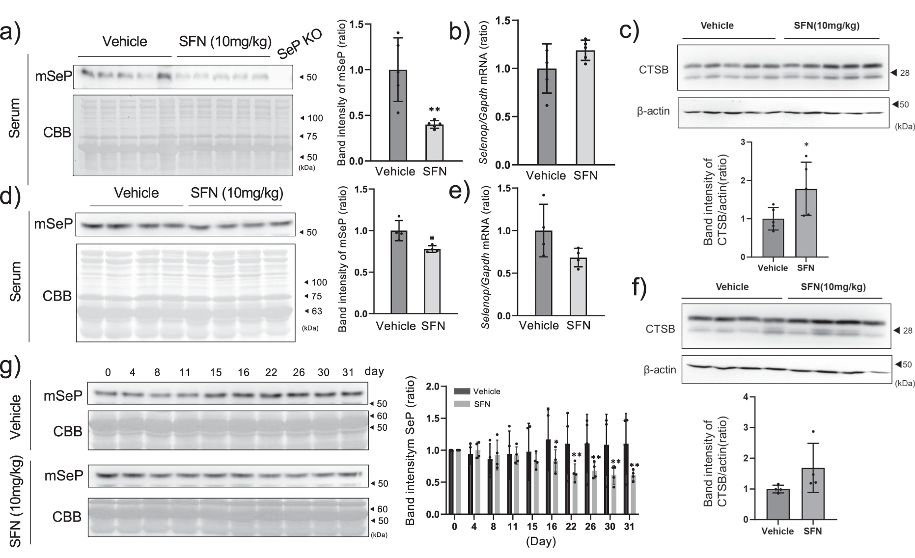 Fig. 4: Effect of SFN on serum SeP levels of normal and diabetic mice.