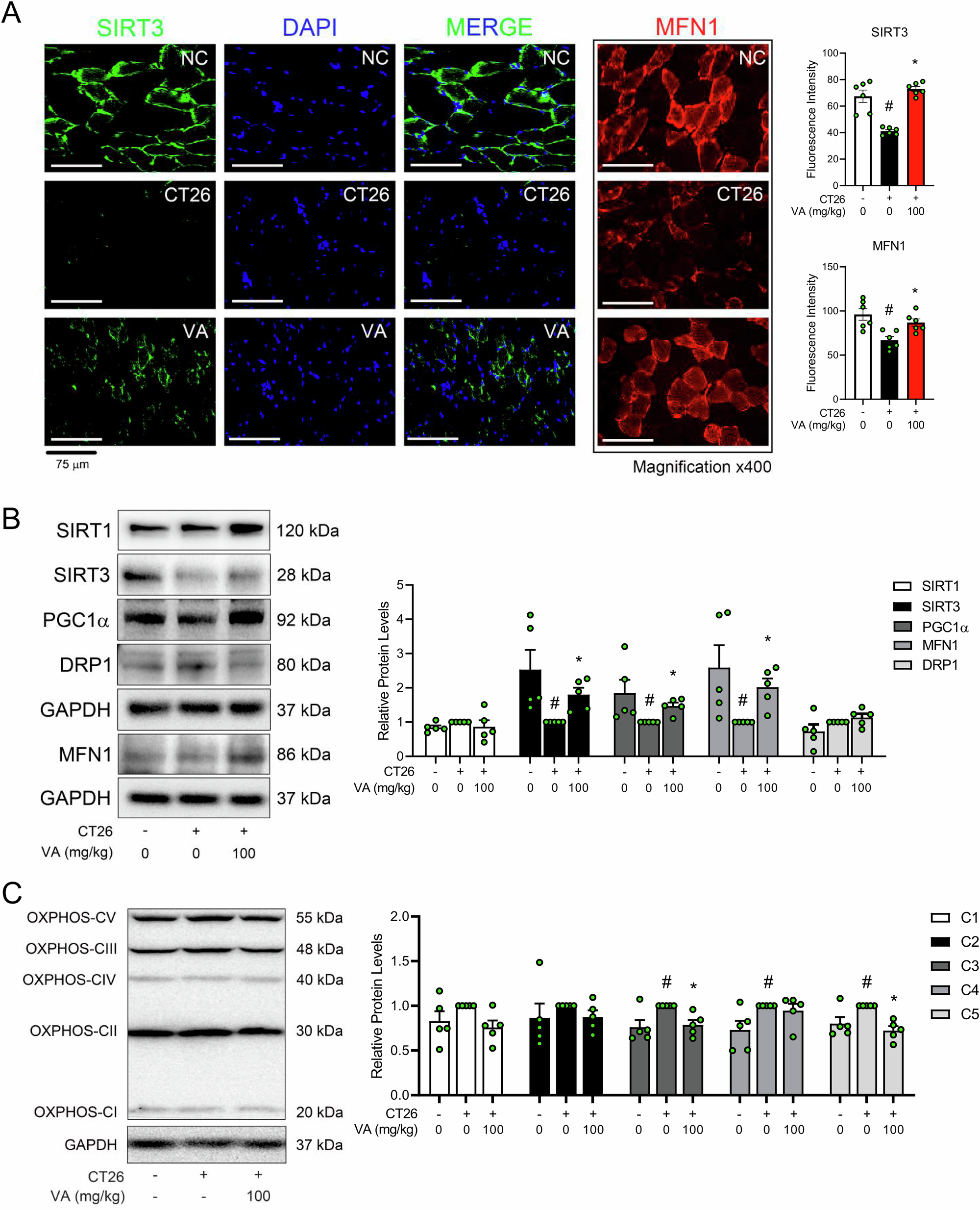 Fig. 4: Effects of VA on SIRTs and mitochondrial function in TA of CT26-induced cachectic mice.