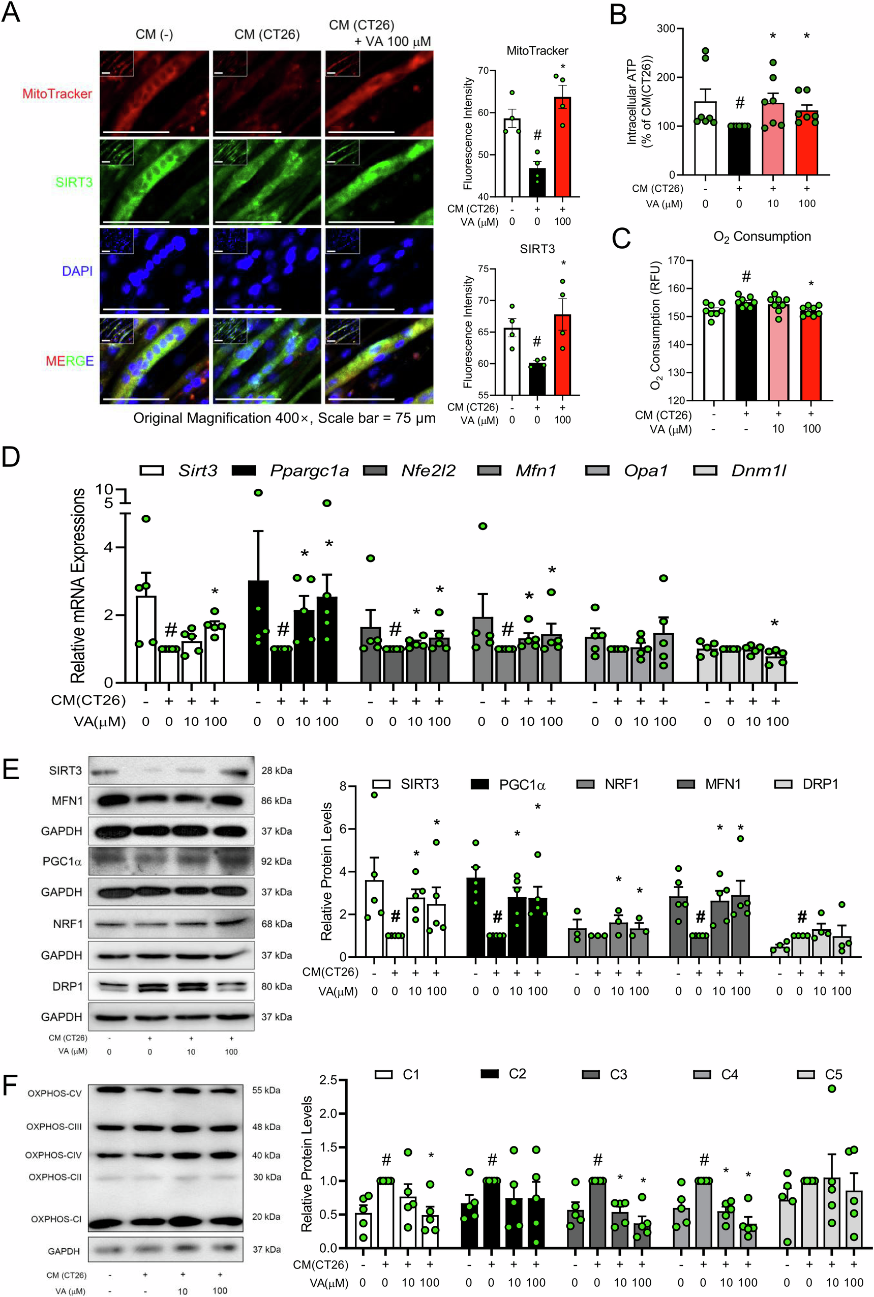Fig. 6: Effects of VA on SIRT3 and mitochondrial dynamics-related factors in CM (CT26)-treated C2C12 cells.