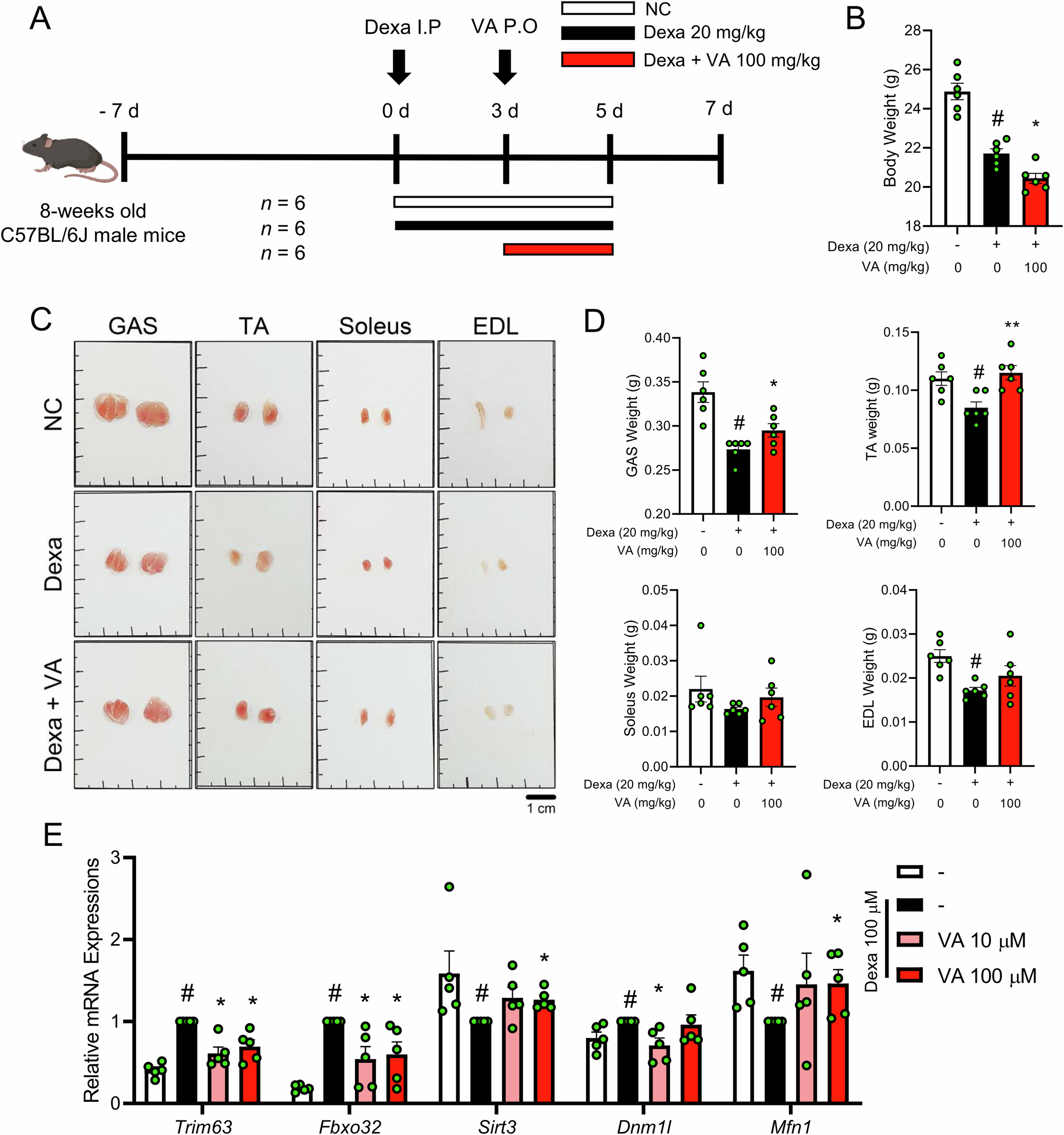 Fig. 8: Effects of VA on muscle atrophy in Dexa-induced cachectic mice and Dexa-treated C2C12 cells.