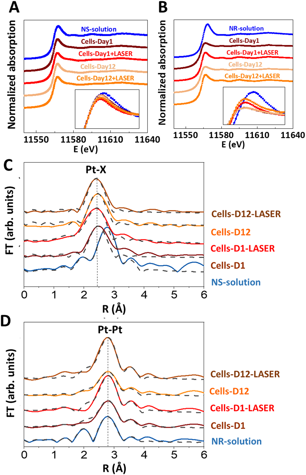 Fig. 5: Intracellular stability of the local electronic and atomic structure investigated with XANES and EXAFS.