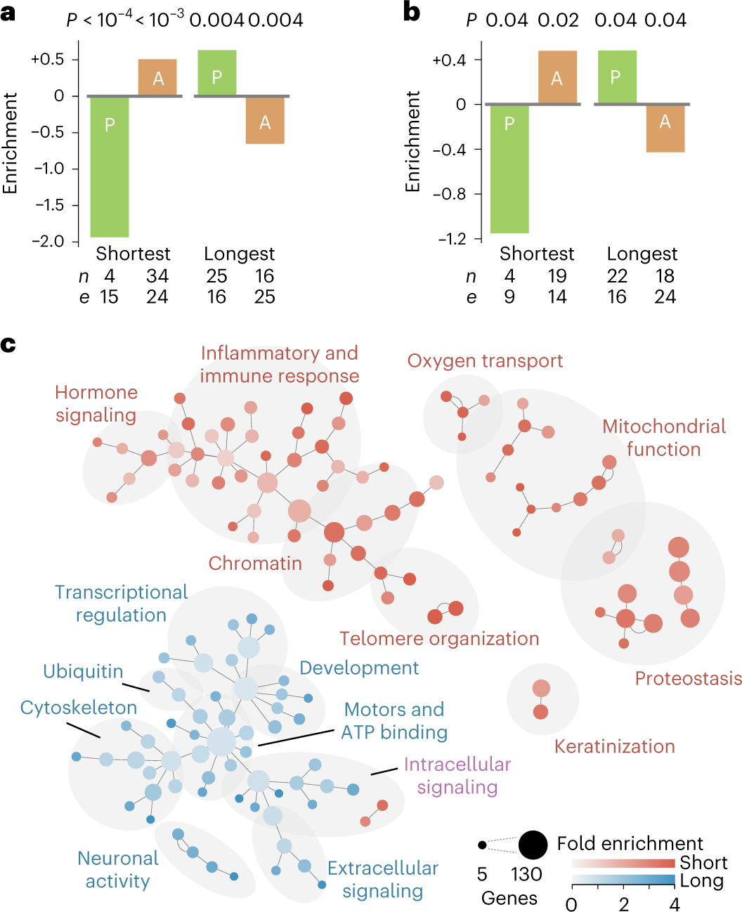 Fig. 5: Enrichment analysis suggests that the shortest and longest transcripts have opposing associations with longevity.
