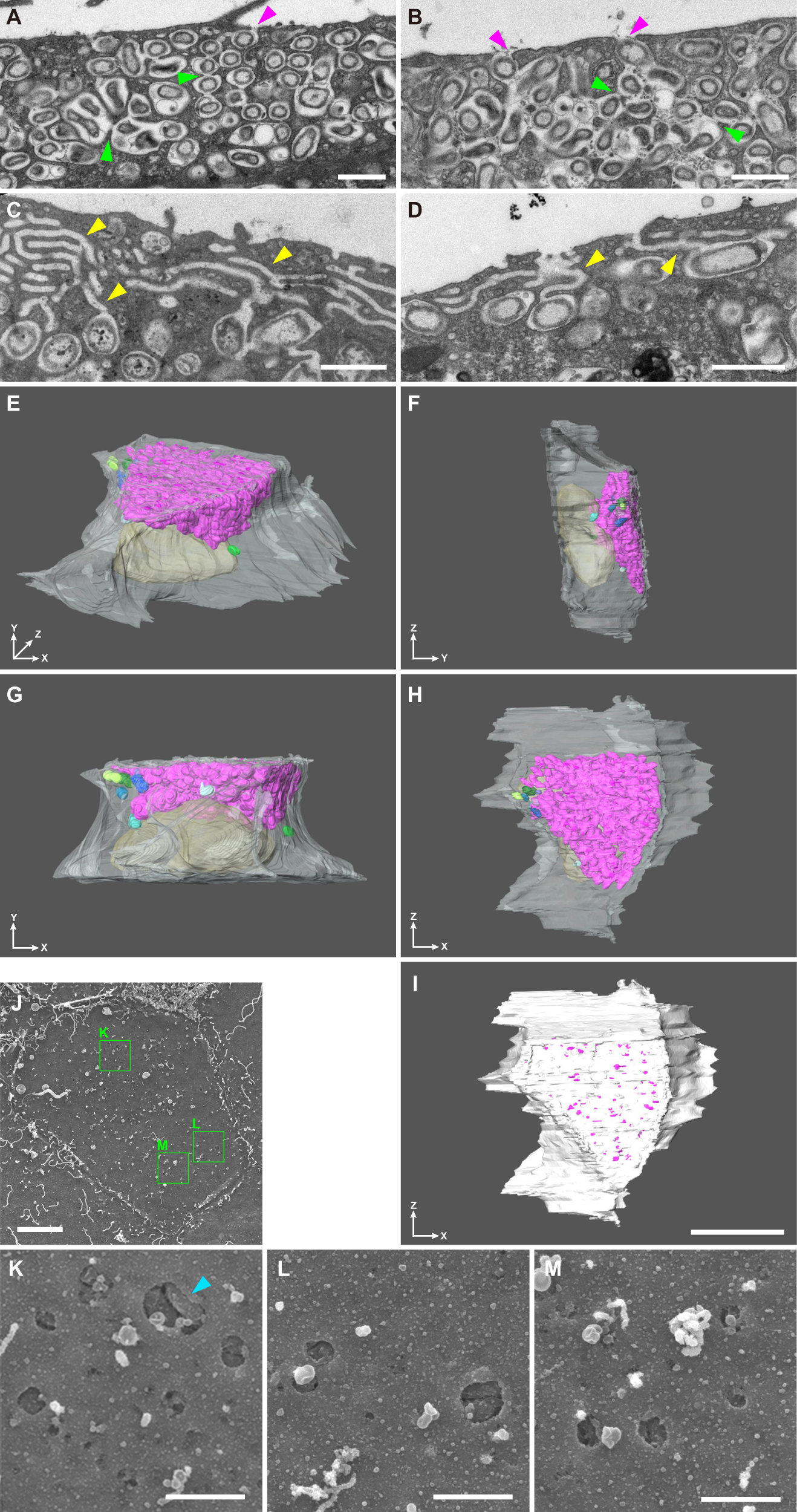 Fig. 1: Detailed structure of bacteriocytes of Bathymodiolus septemdierum.