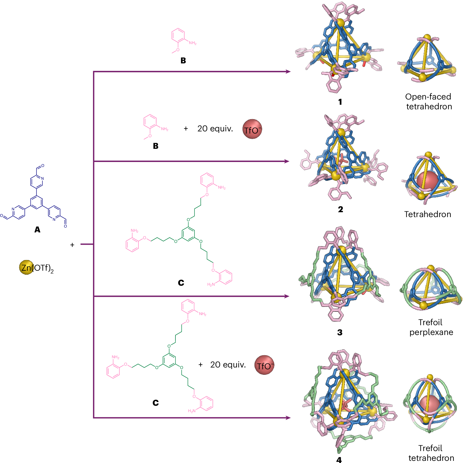 Fig. 2: Subcomponent self-assembly of tetrahedral structures 1, 2, 3 and 4.