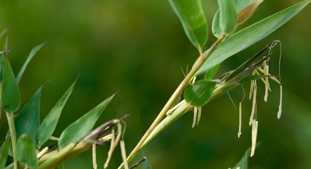 Horticulture research impact factor 2019 image