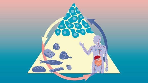 A triangle showing a human body in one corner, foods in one corner and cancer cells in the third corner, all connected by arrows as a cycle