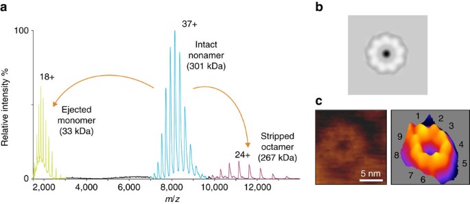 Figure 1: The lysenin pore is a nonamer.