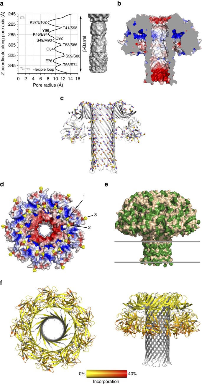 Figure 3: Properties of the lysenin pore.
