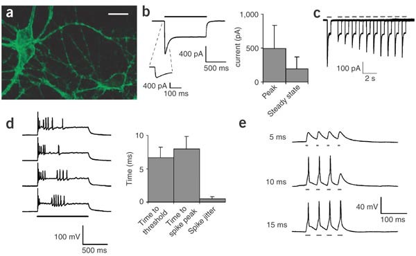 Figure 1: ChR2 enables light-driven neuron spiking.