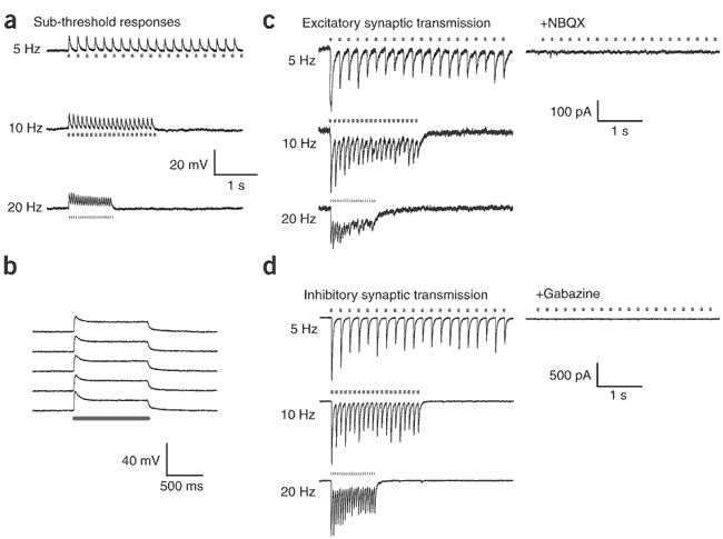 Figure 4: Simulated and natural synaptic transmission evoked via ChR2.