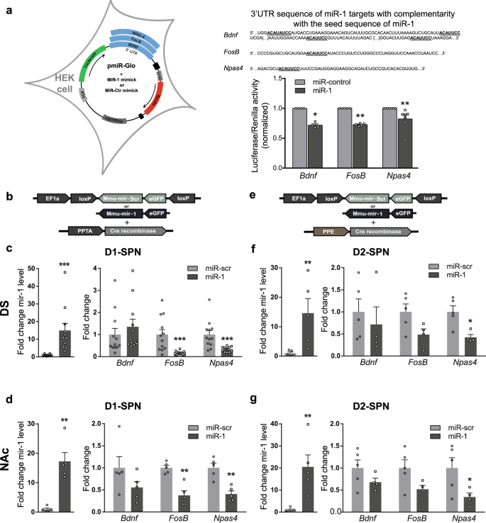 Fig. 2: Validation of miR-1 targets.