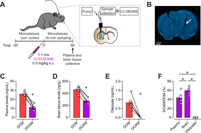 Fig. 3: Within-subject microdialysis of DOM and DOAM in the striatum.