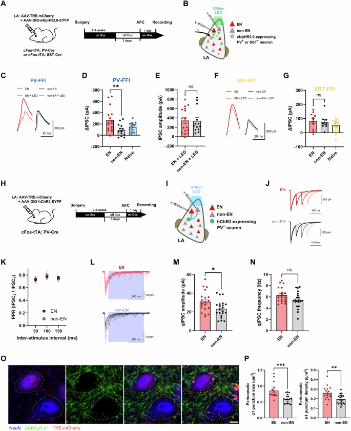 Fig. 2: Enhancement of PV-FFI to ENs following AFC.