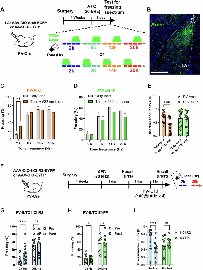 Fig. 3: Enhancement of PV-FFI to ENs is required for auditory fear discrimination.