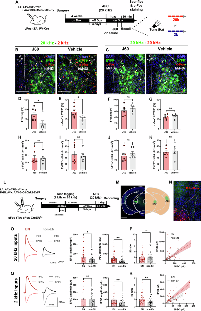 Fig. 4: PV-FFI constrains EN reactivation by novel stimuli.