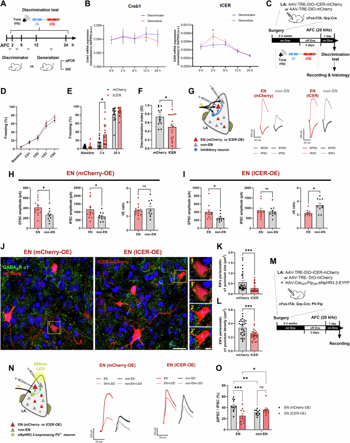 Fig. 5: Transient upregulation of ICER in ENs of generalizers impairs PV-FFI potentiation and fear discrimination.