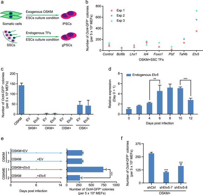 Fig. 1: Etv5 facilitates somatic cell reprogramming.