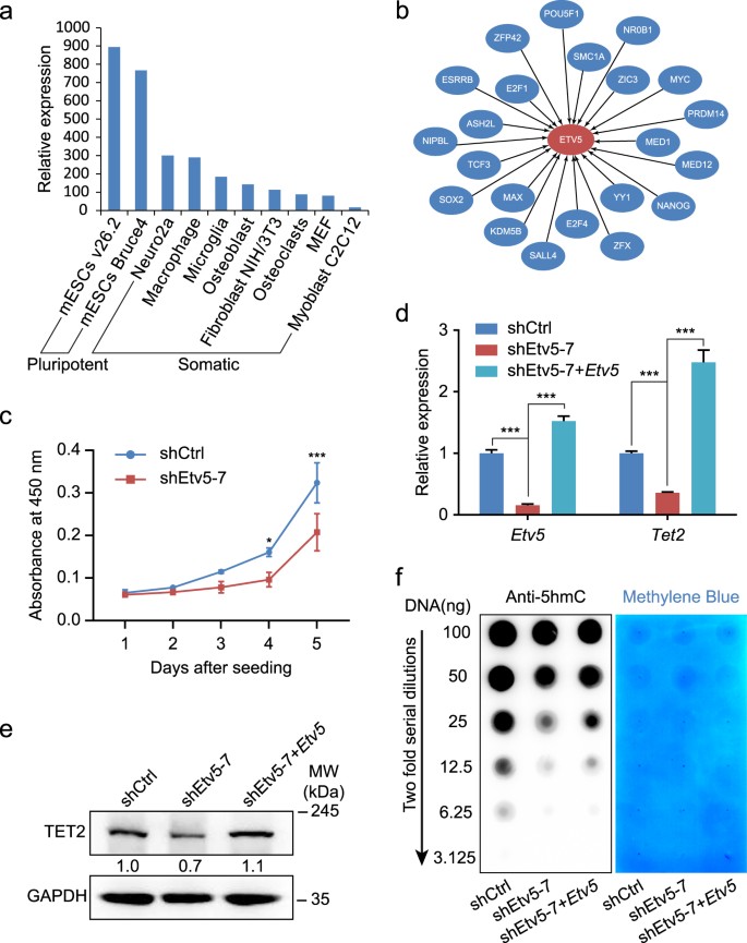 Fig. 4: Etv5 positively regulates Tet2 but is dispensable for mESCs maintenance.