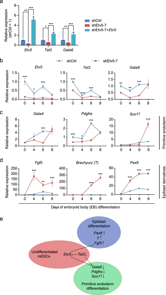 Fig. 6: Etv5 orchestrates the specification of primitive endoderm and epiblast during mESCs differentiation in vitro.