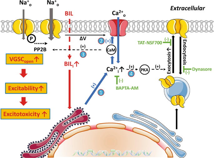 Fig. 10: Work model summarizing Ca2+-dependent signaling pathways and feed-forward loop activated by BIL to elevate the neural excitability.