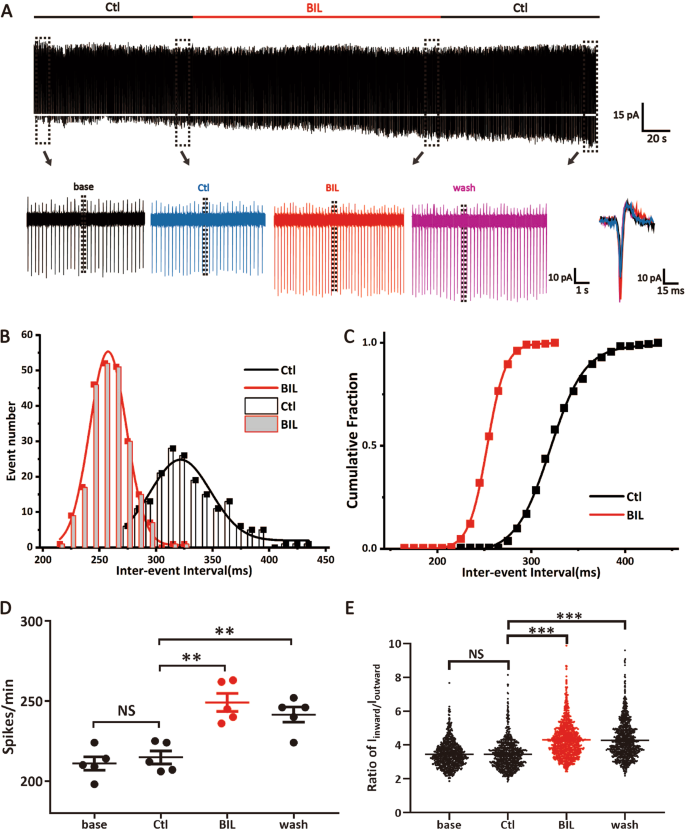 Fig. 1: Bilirubin enhanced spontaneous firings of MVN neurons by primarily increasing the amplitude of Iinward.