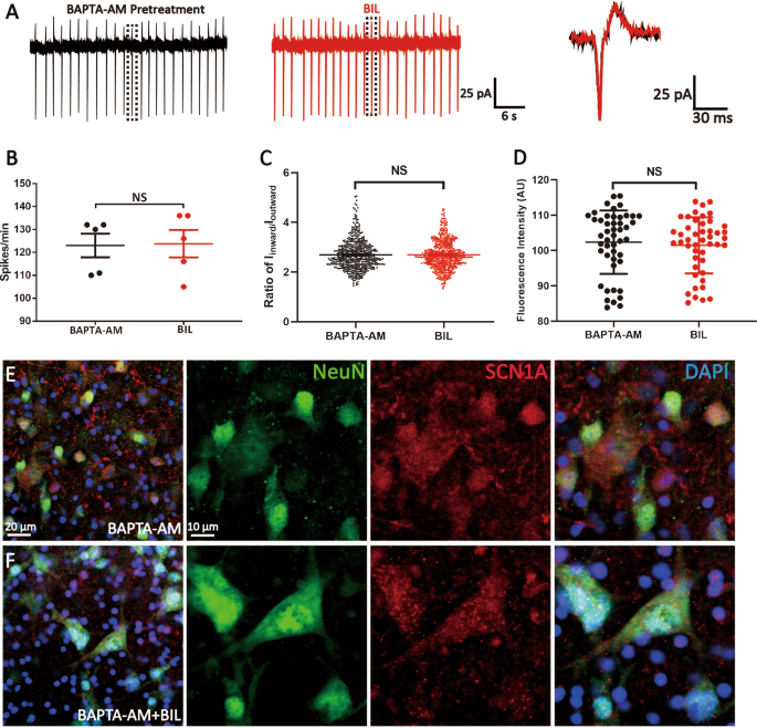 Fig. 4: Ca2+ was required for BIL-induced upregulation of activity and level of VGSCs.