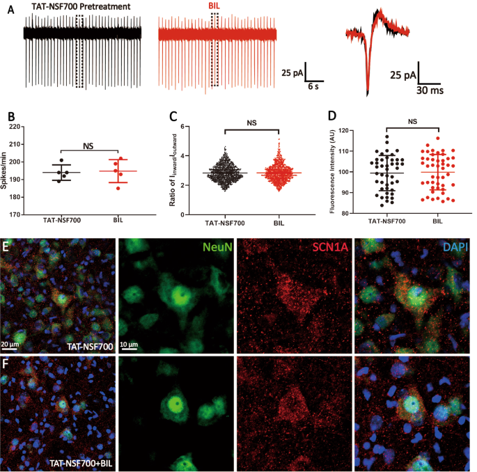 Fig. 5: Blocking exocytosis with TAT-NSF700 precluded the effects of BIL on MVN neurons.
