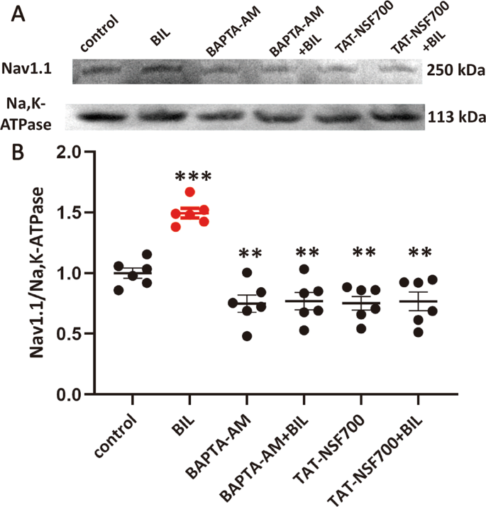 Fig. 6: Bilirubin-induced upregulation of NaV1.1 channel in the cytoplasmic membrane of MVN neurons.