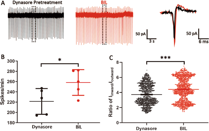 Fig. 7: Blockade of dynamin-dependent endocytosis augments the effects of BIL on the excitability of MVN neurons.