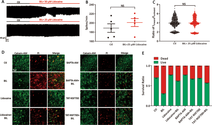 Fig. 8: Upregulation of membrane VGSCs exacerbated MVN neuronal death.