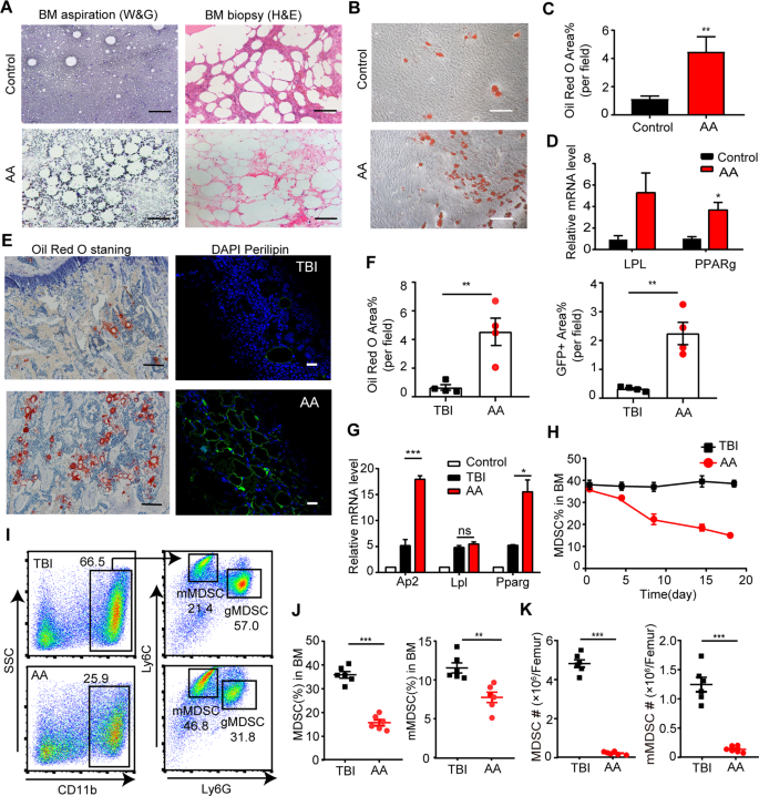 Fig. 1: The polarized adipogenic differentiation of BM-MSCs and decreased MDSC populations in AA mice.
