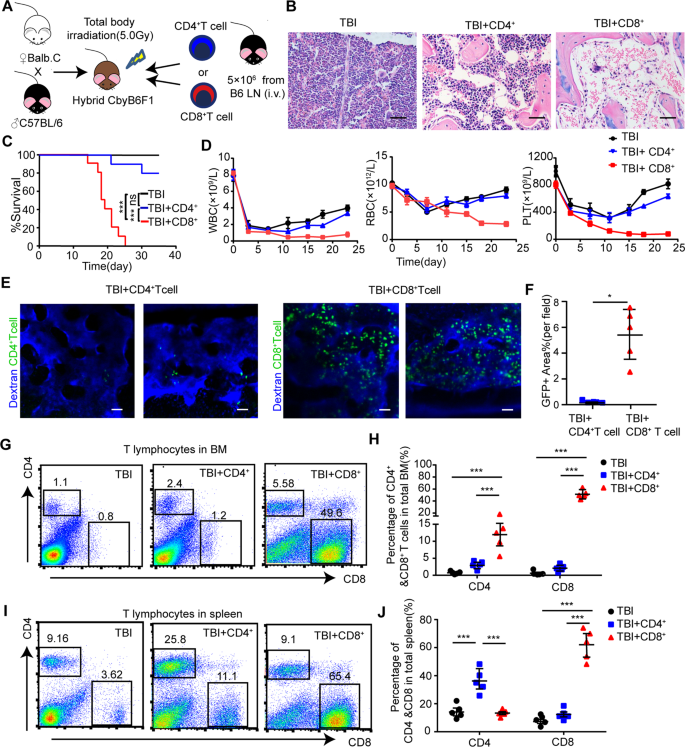 Fig. 2: BMF features of AA mouse model were majorly induced by CD8+ T cells.