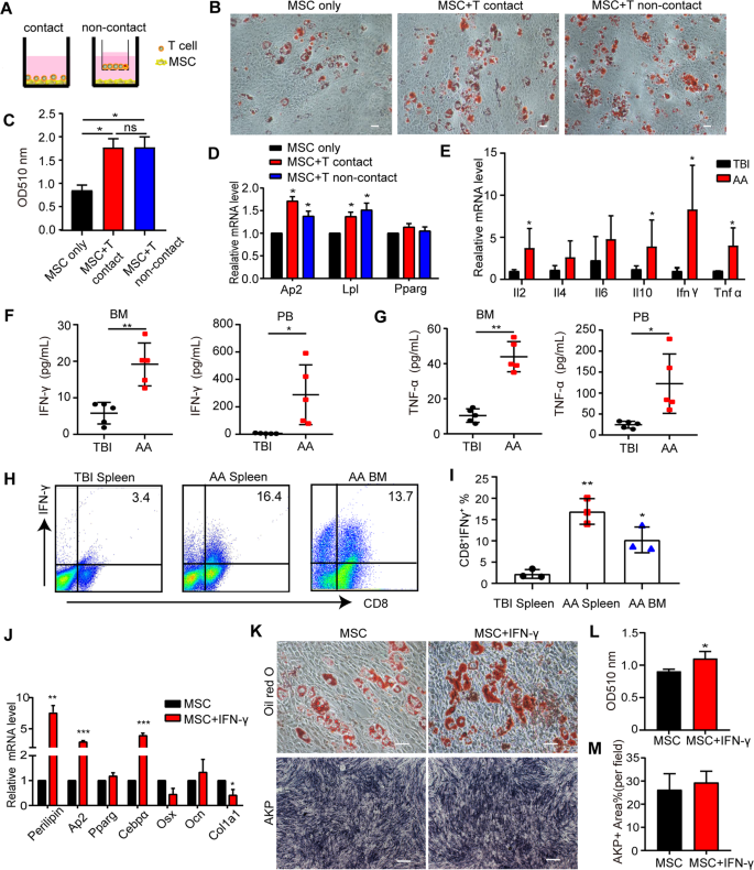 Fig. 3: BM-MSCs were differentiated into adipogenic lineage by ConA-activated T cells and IFN-γ.