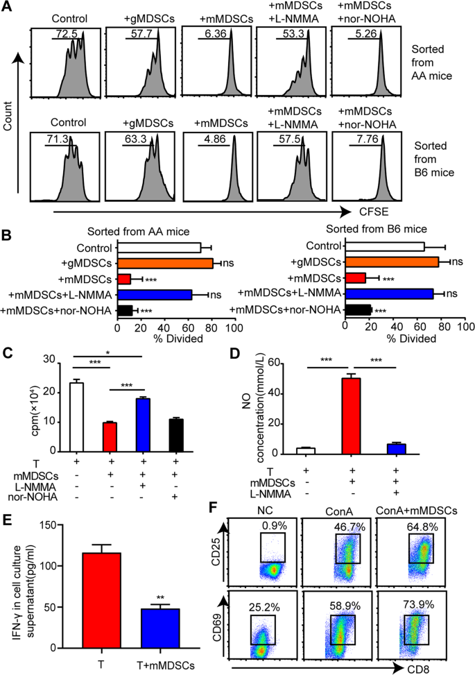 Fig. 4: The effect of mMDSCs on T cell proliferation and IFN-γ secretion in vitro.