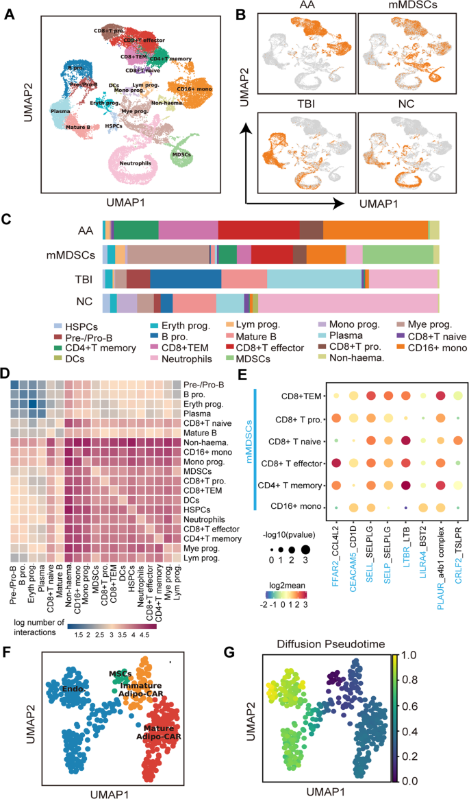 Fig. 6: Identification of the relationship between different BM population by scRNAseq.