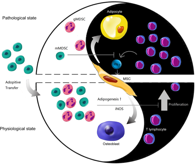 Fig. 8: Effect of Yin (intra-BM immune over-activation) and Yang (intra-BM immune-modulation) on MSC differentiation within BM microenvironment.