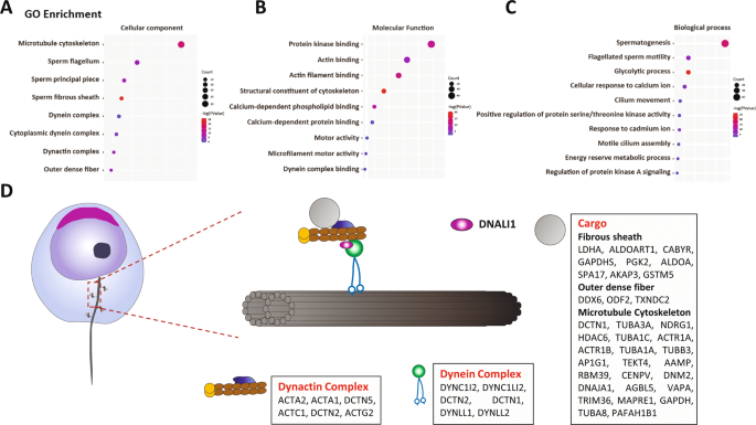 Fig. 6: DNALI1 may serve as a portion of the cytoplasmic dynein complex that regulates the transport and assembly of flagellar components.