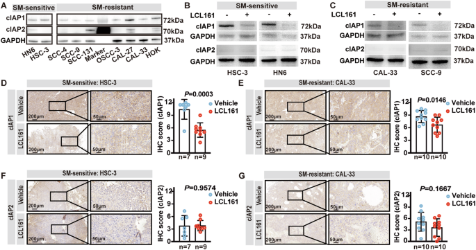Fig. 4: SM induces cIAP1 degradation in both SM-sensitive and resistant OSCC tumor cells.