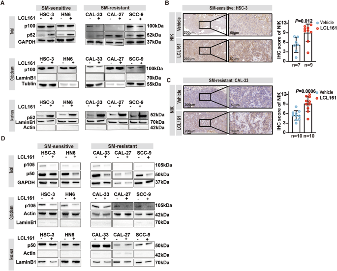 Fig. 6: SM activates non-canonical NF-κB pathway in both SM-sensitive and resistant OSCC cells.