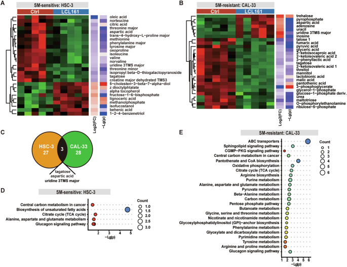 Fig. 7: SM-resistant cells exhibited enrichment of the ABC transporter pathway.