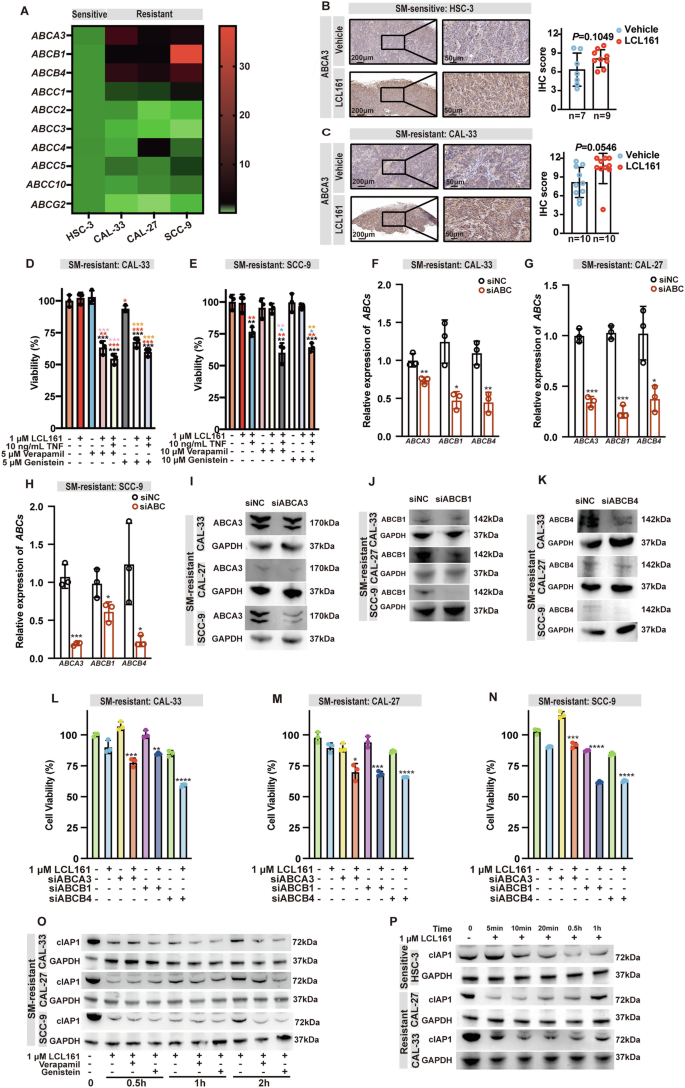 Fig. 8: Upregulation of the ABC transporter proteins ABCA3, ABCB1, and ABCB4 in OSCC cells contributes to SM resistance.