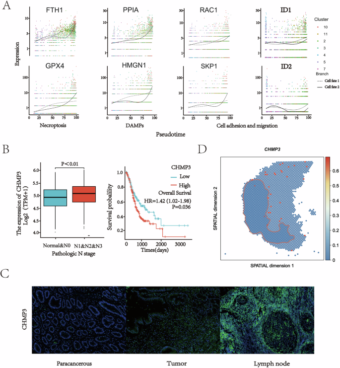 Fig. 4: The dynamic expression of related genes in the process of metastasis and the correlation with patient prognosis.