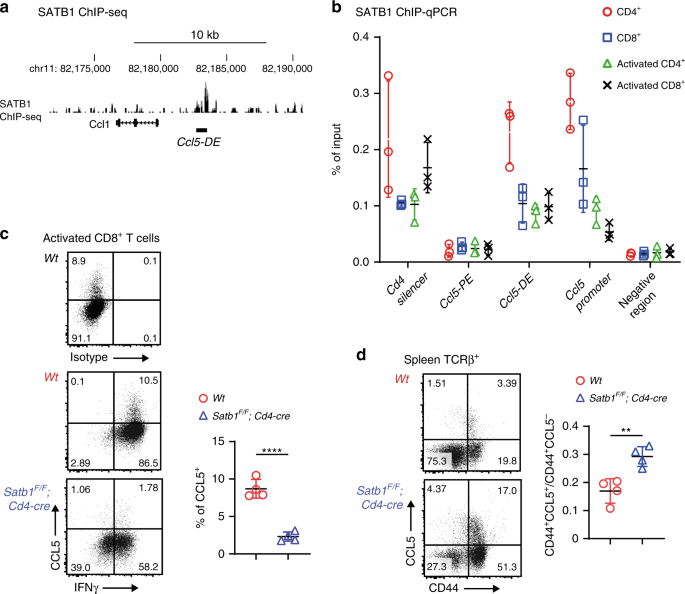 Fig. 5: Ccl5 distal enhancer (DE) regulates Ccl5 induction in activated T cells by the help of SATB1.