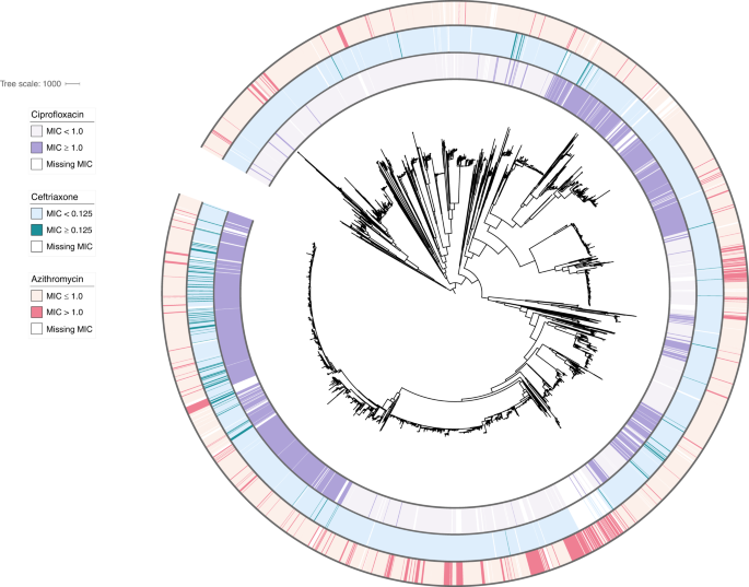 Fig. 1: Population structure and susceptibility profile of N. gonorrhoeae global meta-analysis collection.